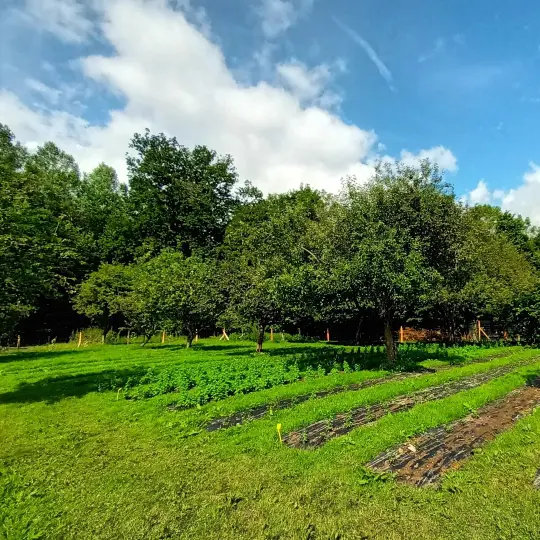 Nos champs de plantes aromatiques bio